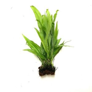 1 Java Fern 1/2 Mat Microsorum Pteropus Aquarium
